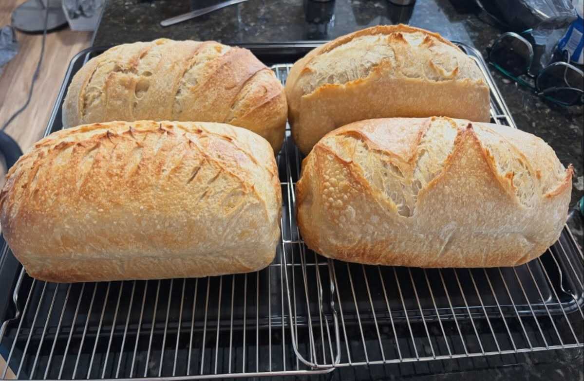 Four sourdough loaves cooling on racks