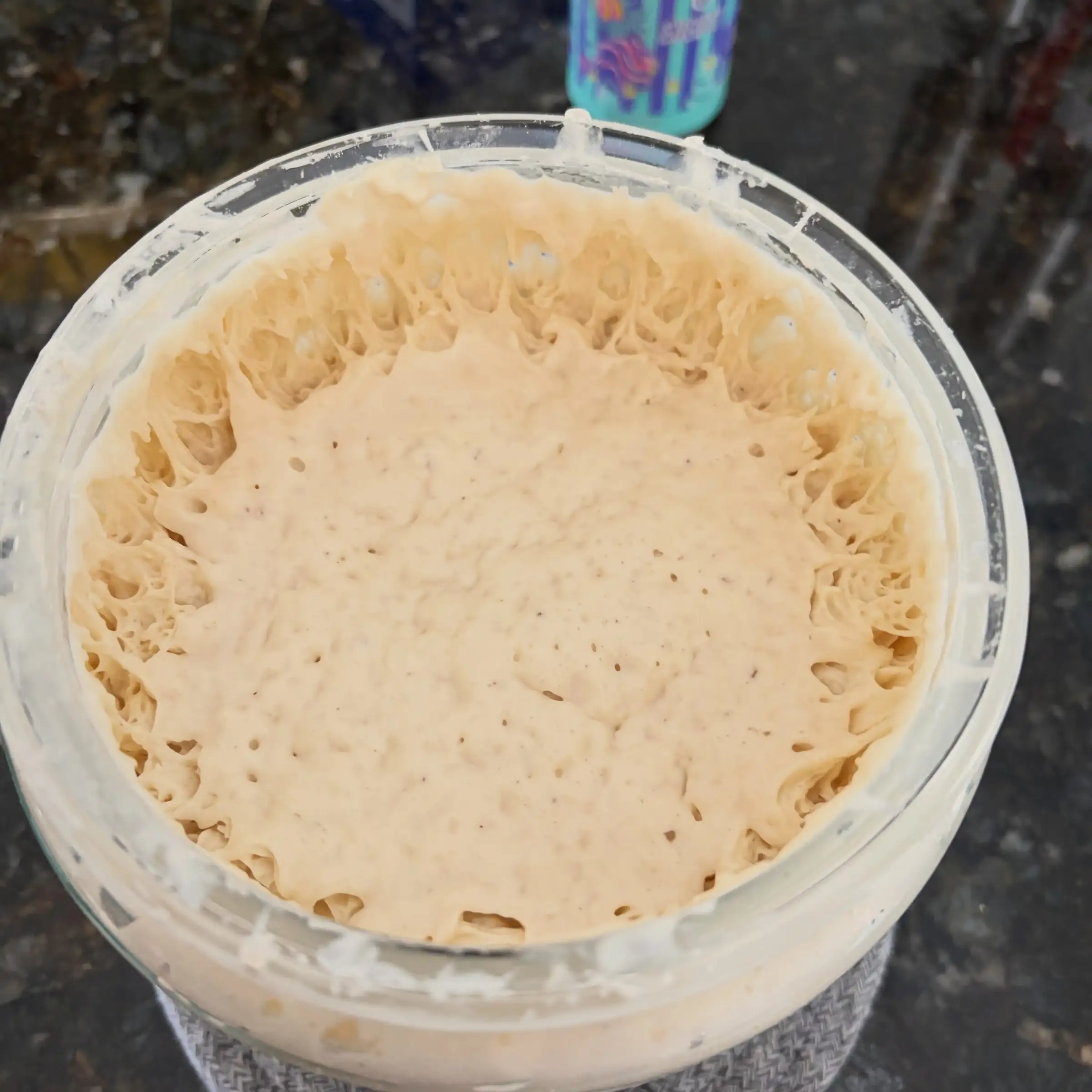 Fern, Haley's bubbly sourdough starter, in her jar